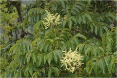 Meliosma pinnata subsp. pinnata